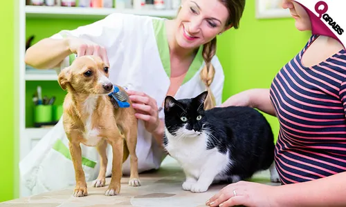 Grooming Services for Dogs & Cats!